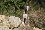 WHIPPET 169